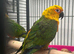 Hand Reared Baby Jenday Conures
