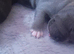 Lilac blue and black stuff to Bull Terriers puppies