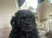Shihpoo puppys