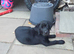 Black labrador puppies