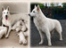 KC White Swiss Shepherd puppies Champion Bloodline