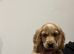 ** working Cocker spaniel Puppies **