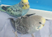 2 Baby budgies for sale with cage