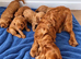 Golden cocker spaniels