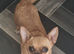 Chihuahua girl
