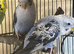 Black Wing Budgies