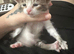 Bengal cross moggy