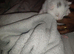 3 male maincoon kittens for sale
