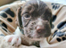 4 x Springer spaniel liver & white male puppies