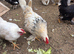 Pekin bantams