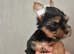 Yorkshire Biewier terrier