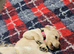 Beautiful labrador puppy for sale