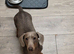 8-MONTH-OLD MINIATURE DACHSHUND £750 No deposit required.