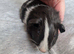 Black and white Roan guinea pig sow