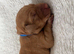 ️7 foxred Labrador puppies️