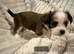 Chorkie puppies
