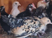 Pekin pullets