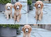 READY NOW! Standard poodle puppies kc registered
