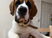 6 month old St Bernard