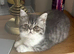 Exotic kittens avaliable London