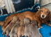 Miniature dachshund pups