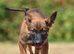 I want to rehome my 10 weeks old Belgium malinos BRN registered 56641
