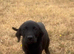 Labrador puppies for sale