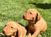 Beautiful Hungarian Vizsla puppies