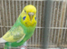 Hen budgie
