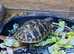 Hermanns Tortoises at Birmingham Reptiles