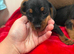 6 dachshund puppies for sale and a one year old girl dapple
