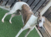 Kc whippet for stud duties