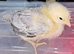 Chicks and chickens