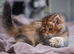 2 british longhair girls