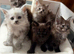 Beautiful mainecoon kittens for sale