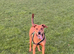 10 month old red dog x doberman x