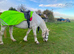 16.3 Irish draught mare