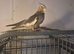 Silly tame cockatiel hen bird