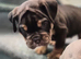 Outstanding healthy Puppies