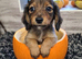 Tiny longhaired dachshunds