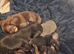 5 Chiweenie puppies for sale