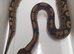 Royal python hatchlings