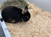 Otter Black Netherland Dwarf