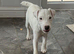 Jack Russell Puppies for Sale