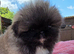 Kc registered pekingese last boy