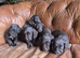 Cocker spaniel puppies