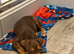Puppy