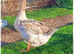 2 x Dewlap Toulouse Ganders