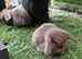Vaccinated xx Tiny mini lops