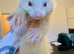Hob & Jill Ferrets